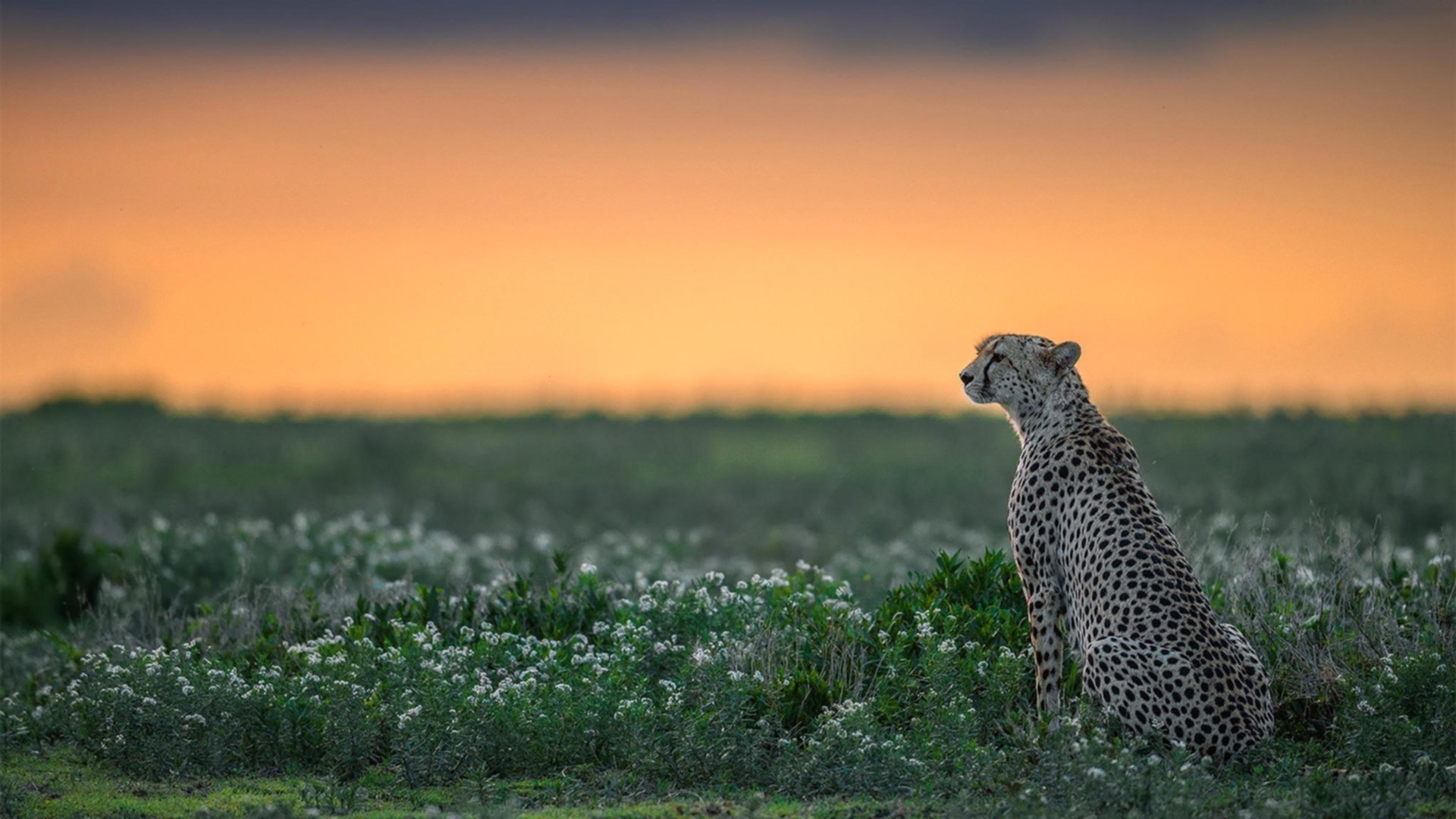 Jiu You-杨瀚森参加国际邀请赛为国家争光，杨瀚西简介