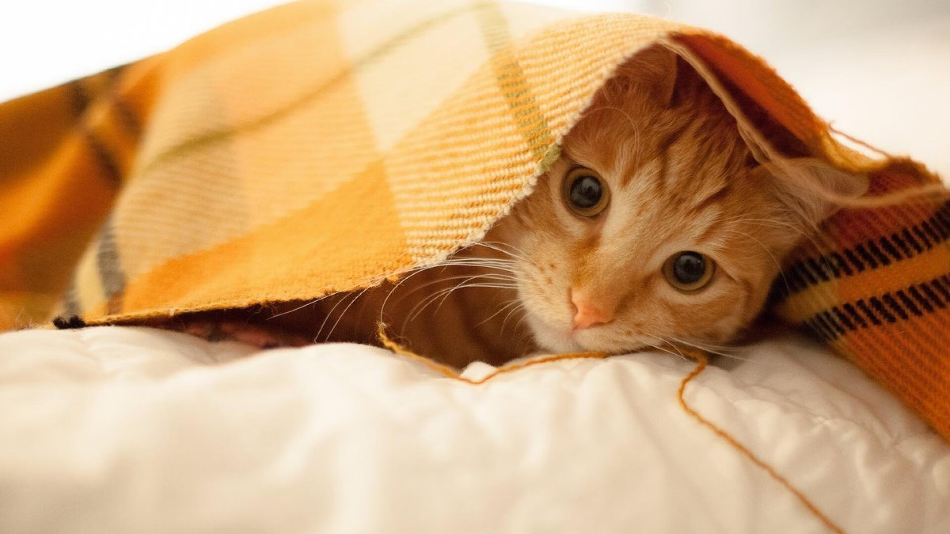 九游登录中心-马竞硬朗风格压制博塔弗戈技术流，马竞客场0-0战平十人赫塔菲