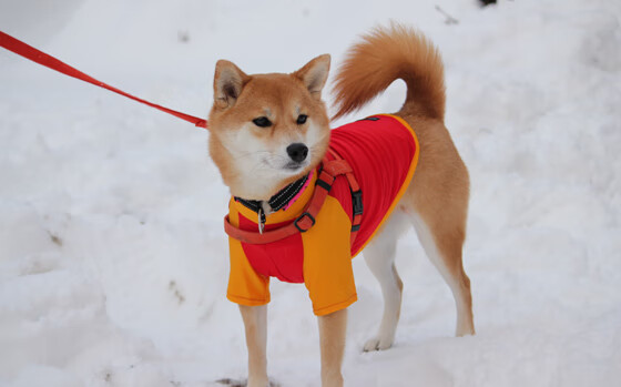九游9游-CBA球队加强青年队培养保障后备力量持续供应,cba青年队训练