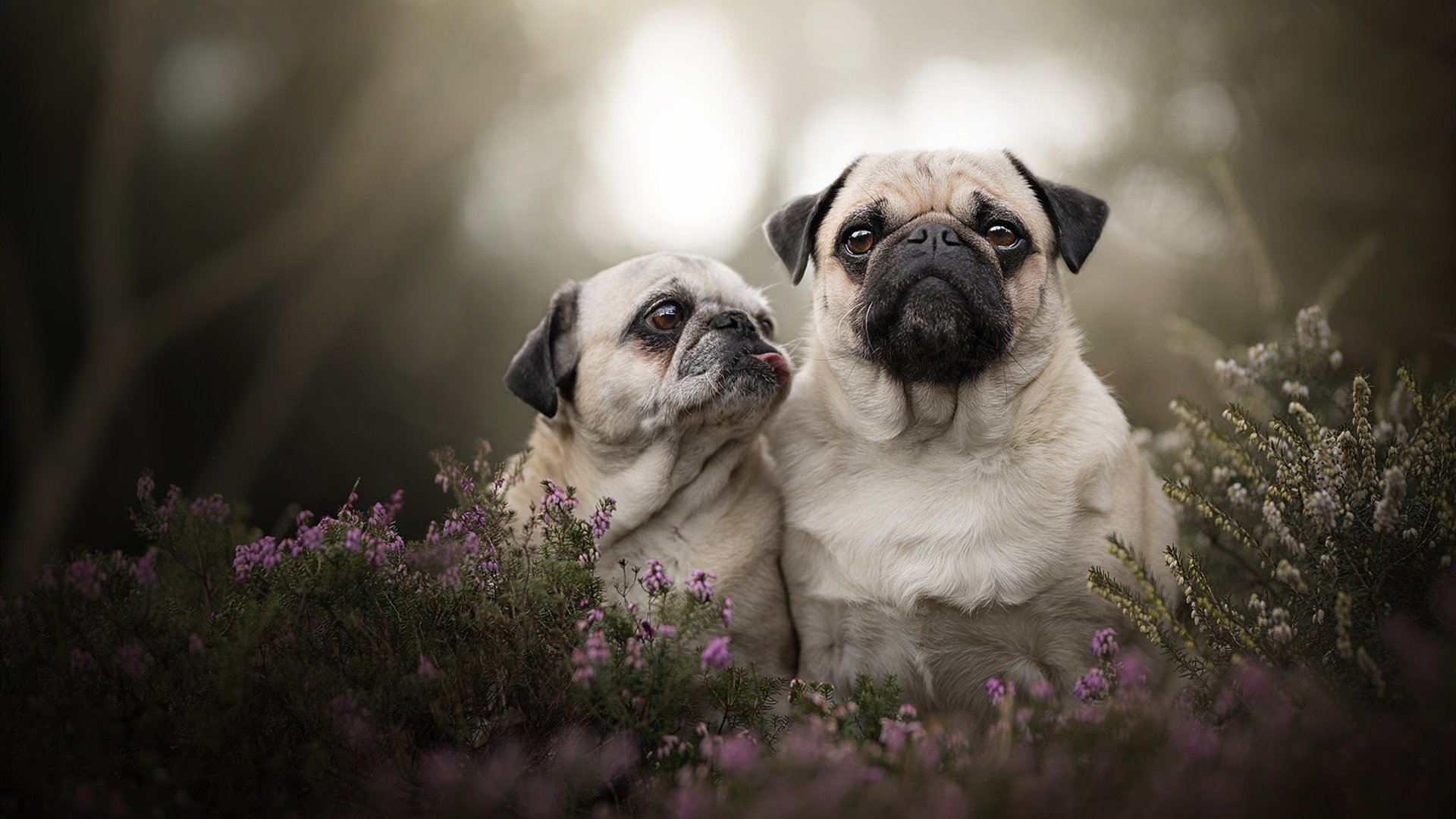 九游用户空间-世界杯最震撼的单刀机会:门线奇迹拯救,世界杯门线悬案