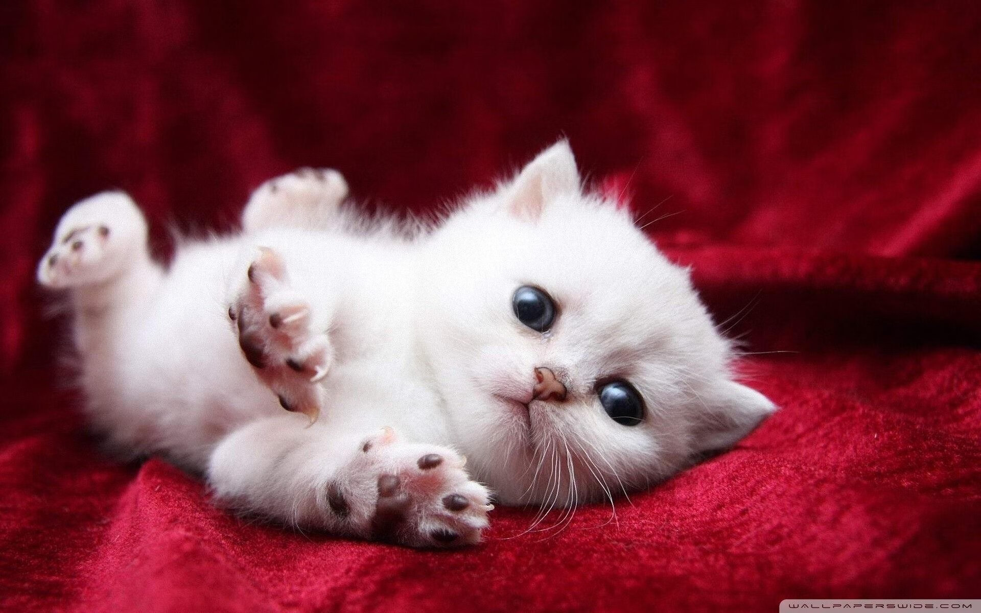 九游娱乐官网 (JIUYOU)-中国足球联赛裁判技术辅助设备应用推广,足球裁判协会