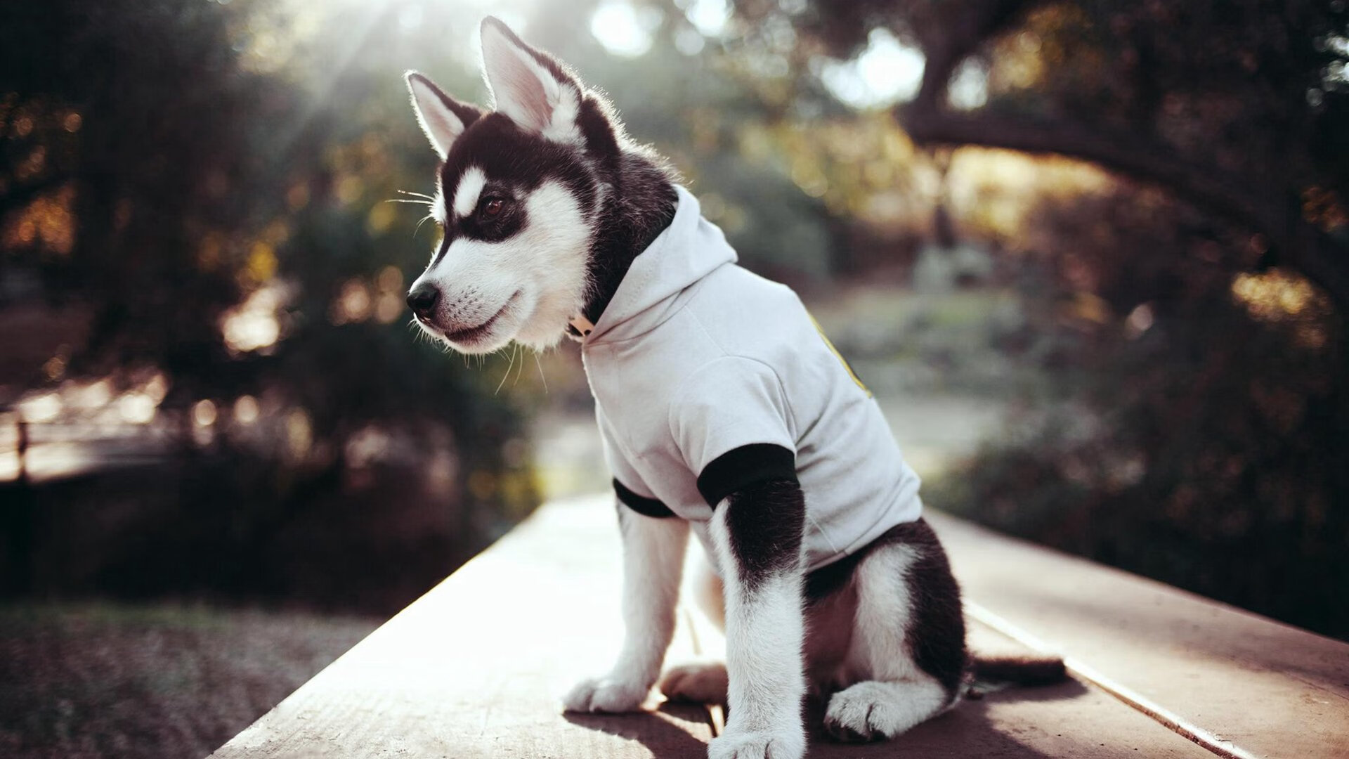 九游网页版官网-乌拉圭男篮在南美锦标赛中连续夺冠，体育水平节节攀升