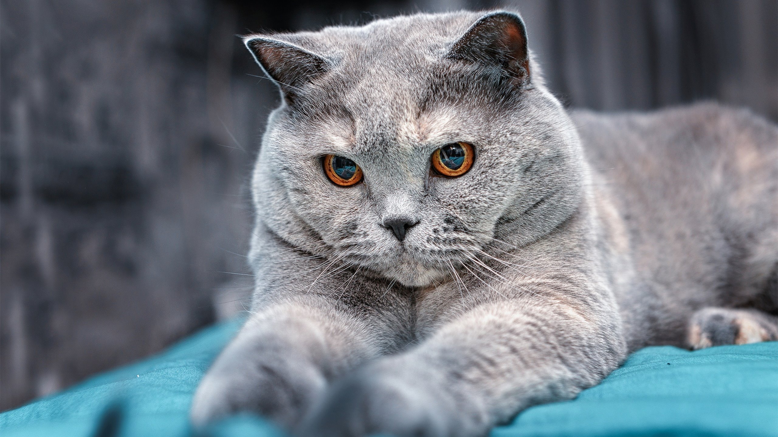 九游娱乐中心-俱乐部年度预算公布，投入重点转向青训，俱乐部的预算分析