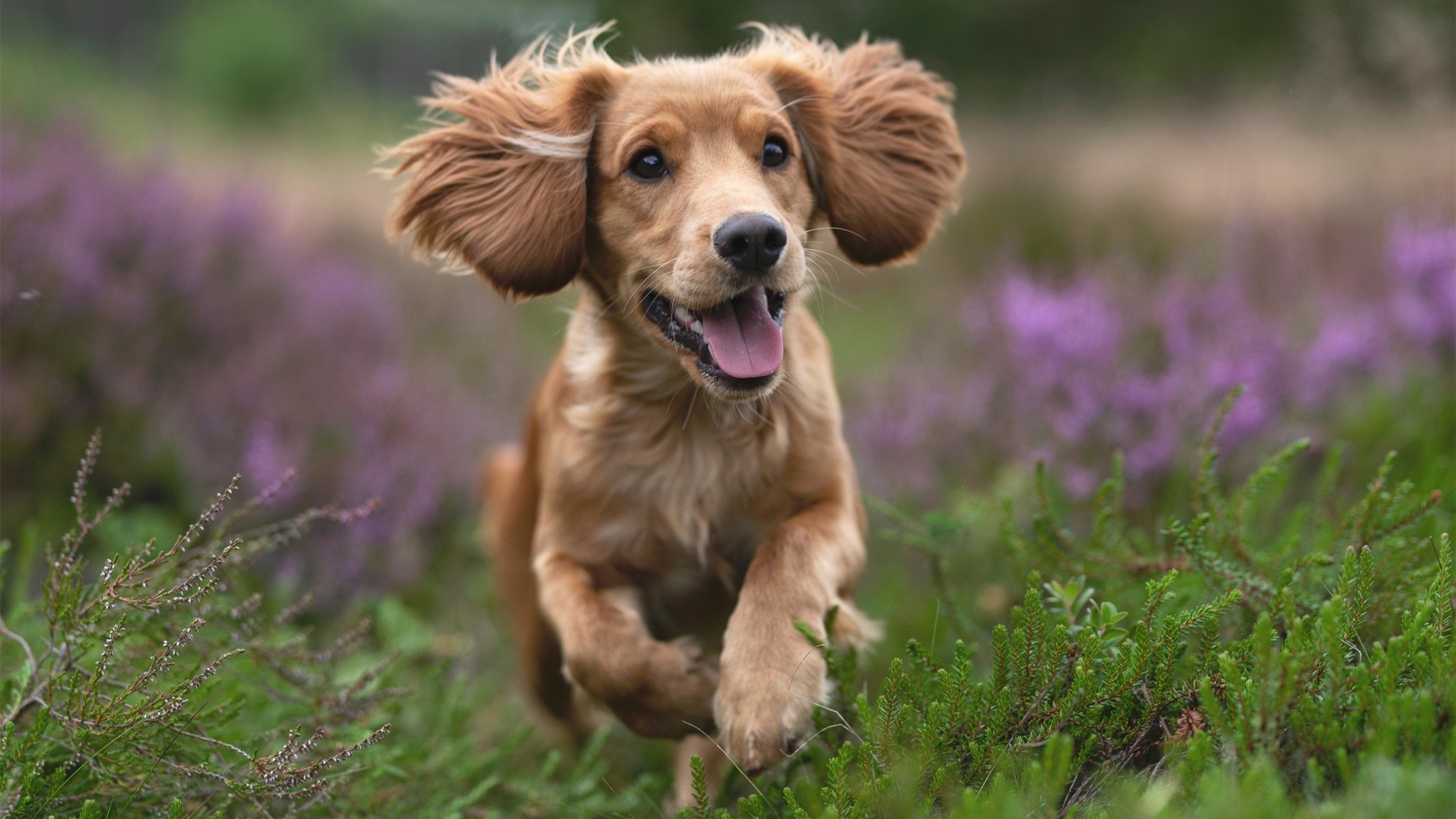 九游下载官网-凯琳·科贝特稳定发挥赢得满堂喝彩,凯洛琳贝塞特