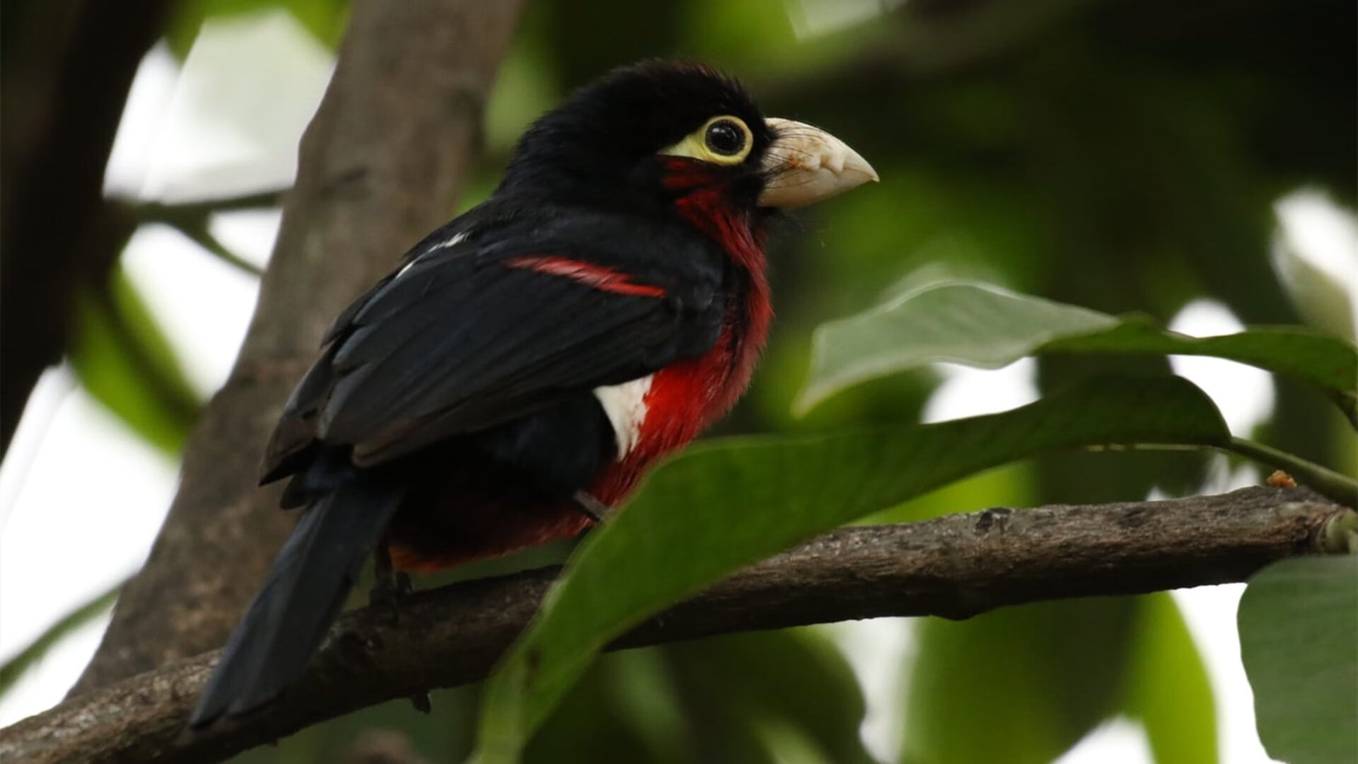 九游(jiuyou.com)游戏-女子篮球青训注重身体素质与技术结合,女子篮球队训练内容