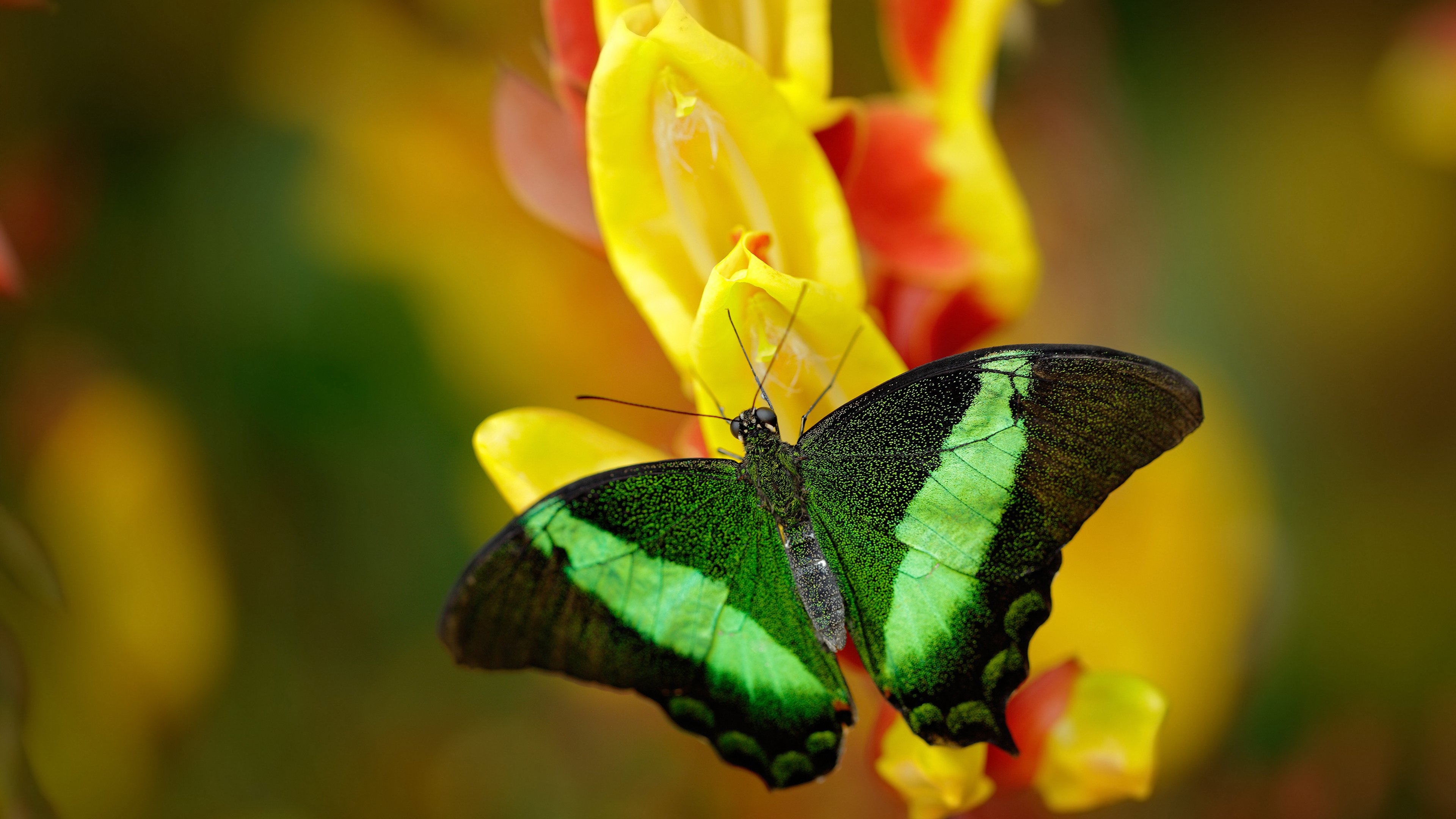 Jiu You-皮特·斯图斯:全能防守球员,带领南非队不断迈向新高度,皮斯特耶