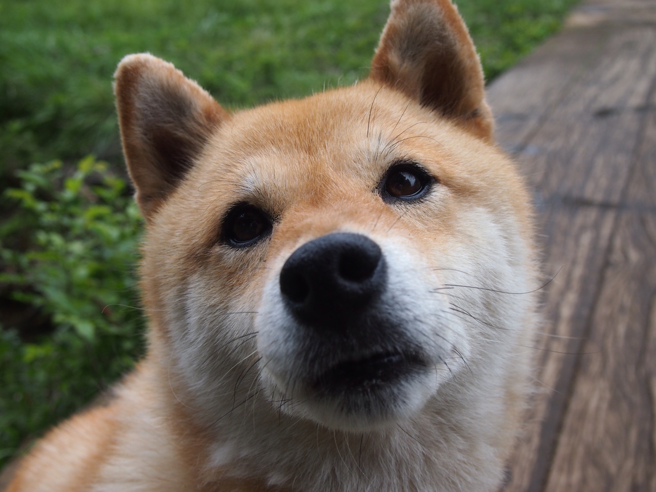 JIUYOU GAMING-蝶泳大战中荷兰新星冲进前五,蝶泳比赛视频 高清2018